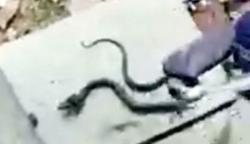 Viral, Ular Kobra Masuk Tas Sekolah Siswa Bikin Panik Kelas 