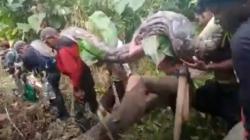 Heboh Penampakan Ular Piton Berukuran Besar Dipanggul 7 Warga di Mubar