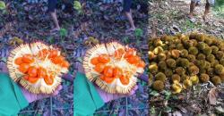 Kenalan dengan Buah Mentawa Asli Kalimantan yang Langka, Rasanya Legit dan Harum