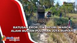 Ratusan Ekor Itik Dicuri, Warga Alami Rugian Puluhan Juta Rupiah