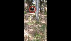 Viral Beruang Hitam Muncul di Kebun Karet Lampung Utara, Warga Lari Ketakutan