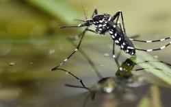 Waspada, DBD Intai Warga Cirebon di Akhir Januari, Ancaman Terbesar kepada Anak<