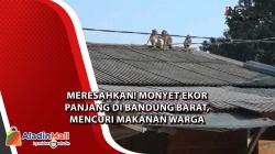 Meresahkan! Monyet Ekor Panjang di Bandung Barat, Mencuri Makanan Warga<