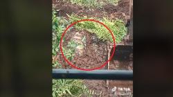 Viral Operator Ekskavator Keruk Tanah tapi Temukan Ular Ukuran Besar, Netizen Merinding