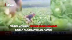 Harga Anjlok, Petani Kubis Ngamuk Babat Tanaman Hasil Panen