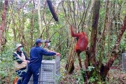 11 Individu Orangutan Dilepasliarkan ke Alam<