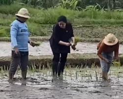Gaya Puan Turun ke Sawah Tanam Padi di Bali Bikin Heboh Petani, Ini Sebabnya<