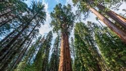 Hyperion Redwood, Pohon Tertinggi di Dunia yang Berumur 800 Tahun: Tercatat Guinness World Record