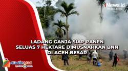Ladang Ganja Siap Panen Seluas 7 Hektare Dimusnahkan BNN di Aceh Besar