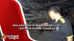 Malang! Pria di Bekasi Tewas Usai Tertimpa Pohon Tumbang