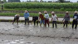 Potret Puan Maharani Tangan Penuh Lumpur usai Masuk Sawah Bareng Petani
