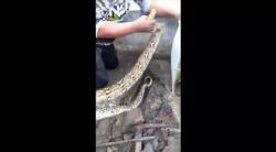 Ular Piton 3 Meter di Situbondo Dievakuasi dari Selokan, Emak-emak Bersorak Kegirangan