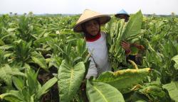 Pengusaha Tembakau Madura Tagih Janji Menkeu Purbaya soal Penambahan Layer CHT<
