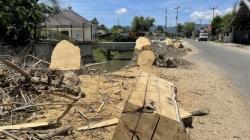 Biodiversitas Gorontalo Soroti Dampak Penebangan Pohon di Jalan