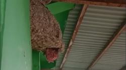 Resahkan Warga, Sarang Tawon Vespa di Palangka Raya Dievakuasi Petugas