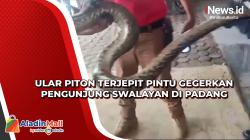 Ular Piton Terjepit Pintu Gegerkan Pengunjung Swalayan di Padang