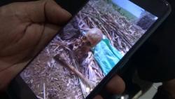 Tengkorak Manusia di Kebun Tebu Gegerkan Warga Jember<
