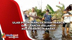 Ular Piton Mangsa Ayam Warga saat Banjir Melanda Kotawaringin Barat