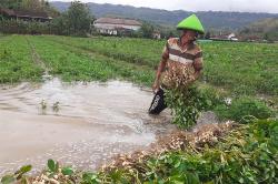 Banjir Rendam Ratusan Hektare Tanaman Hortikultura di Bantul, Petani Terpaksa Panen Dini 