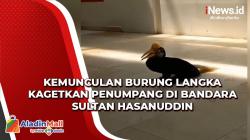 Burung Endemik Sulawesi Hinggap di Ruang Tunggu Bandara Sultan Hasanuddin