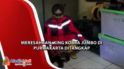 Meresahkan, King Kobra Jumbo di Purwakarta Ditangkap