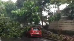 Pemkot Bandung Pastikan Mobil dan Bangunan Rusak Tertimpa Pohon Dapat Uang Santunan