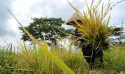 Senangnya Petani di Klaten usai Beras Srinuk Dipopulerkan Ganjar