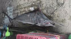 Leher Tersambar Moncong Ikan Marlin, Nelayan di Situbondo Terkapar di Atas Kapal
