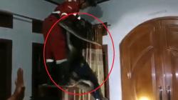 Warga Kuningan Kerap Dengar Suara Berisik, Ternyata Ular Sanca 4 Meter Sembunyi di Plafon<