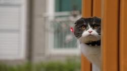 10 Ras Kucing Termahal di Dunia, Nomor 5 Seharga Mobil Listrik