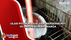 Ular Piton Masuk dan Bersembunyi di Dapur Rumah Warga