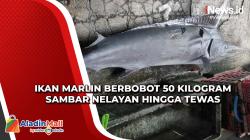Ikan Marlin Berbobot 50 Kilogram Sambar Nelayan hingga Tewas