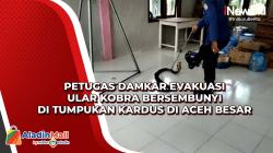 Petugas Damkar Evakuasi Ular Kobra Bersembunyi di Tumpukan Kardus di Aceh Besar