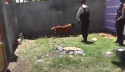 Ungkap Kasus Pembunuhan Karyawan Koperasi di Gowa, Polisi Turunkan Anjing Pelacak<