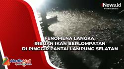 Fenomena Langka, Ribuan Ikan Berlompatan di Pinggir Pantai Lampung Selatan