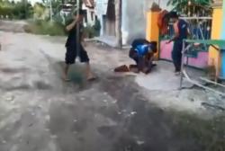 Resahkan Warga, Kera Ekor Panjang Peliharaan yang Lepas 2 Hari Ditangkap