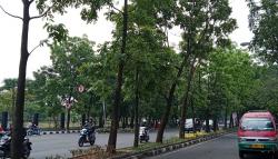 Cegah Tumbang saat Cuaca Ekstrem, 2.532 Pohon di Kota Bandung Dipangkas<