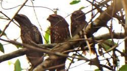 Satwa Langka Burung Paruh Katak Ditemukan di Pulau Curiak Kalsel, Begini Penampakannya
