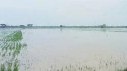 Terdampak Banjir, Puluhan Hektare Sawah di Tapanuli Selatan Terancam Gagal Panen
