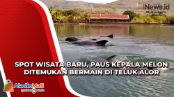 Spot Wisata Baru, Paus Kepala Melon Ditemukan Bermain di Teluk Alor