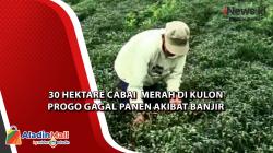  30 Hektare Cabai  Merah di Kulon Progo Gagal Panen Akibat Banjir