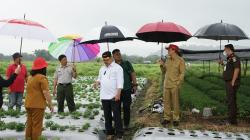 Kementan Sebut Stevia dan Porang Komoditas Andalan Ekspor Sulut ke Depan