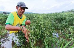 Tergenang Air Hujan, 30 Hektare Tanaman Cabai di Kulonprogo Terancam Mati