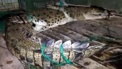 Bikin Geger Warga Bangka, Buaya Muara Ditangkap lalu Dibawa ke Kantor Desa