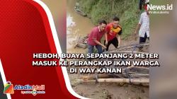 Heboh, Buaya Sepanjang 2 Meter Masuk ke Perangkap Ikan Warga di Way Kanan
