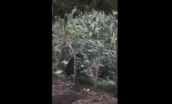 Kemunculan Beruang Madu Resahkan Warga dan Petani di Pagaralam<