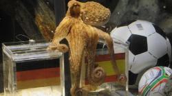 3 Ramalan yang Pernah Mewarnai Piala Dunia, Paul Si Gurita Dua Kali Salah Tebak