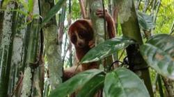 Trenggiling dan Kukang Endemik Babel Dilepasliarkan ke Hutan Konservasi Bangka Tengah