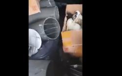 BKSDA Sulsel Amankan 21 Ekor Satwa Dilindungi yang Diselundupkan dalam Kardus dan Pipa Paralon