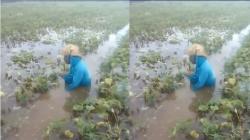 Viral Petani Melon Menangis Tersedu-sedu Lihat Panen Terendam Banjir